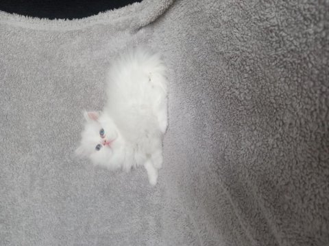 Teslime hazır dişi chinchilla bebekler