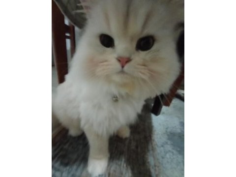 Kedim bal sahiplendiriyoruz