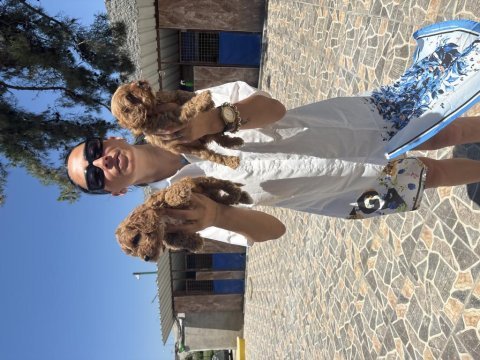 Maltipoo yavrularım sağlık ve ırk garantilidir