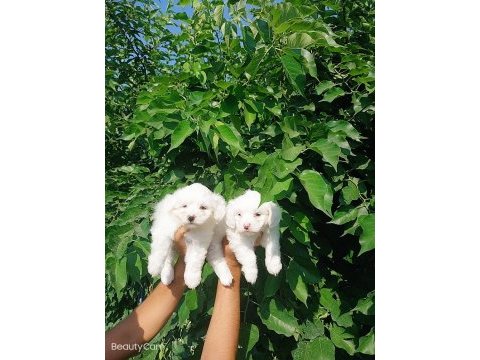 Terrier maltese çok sevimli yavrular