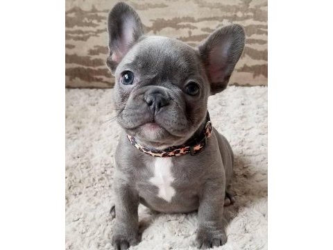 French bulldog blue gri mavi gözlü orijinal safkan garanti