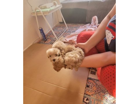 Yok böyle kalite maltipoo minişler