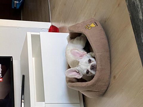 5 allık erkek french bulldog