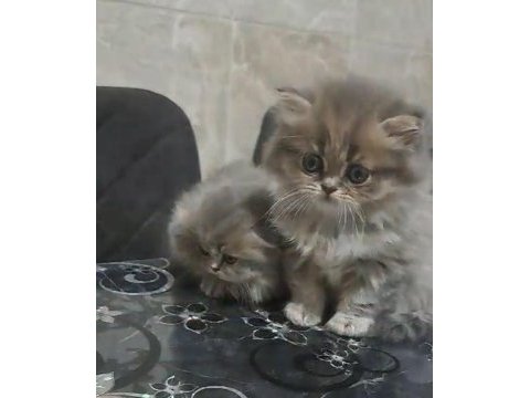 2 aylık şirin british longhair yavrular