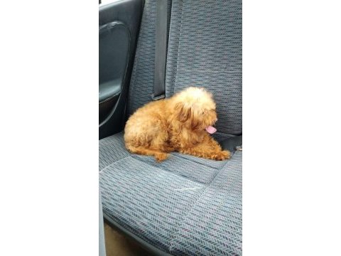 7 aylık maltipoo