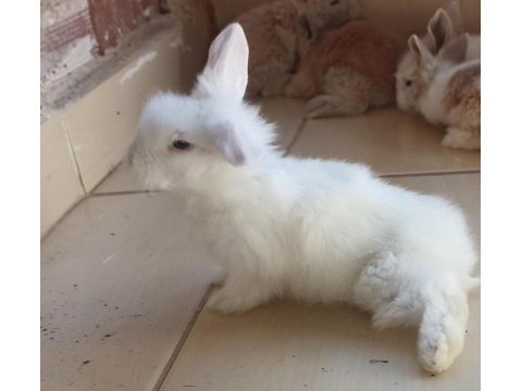 Hollanda lop tavşan yavrusu