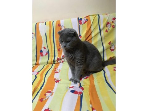 Uysal ve sevimli scottish fold