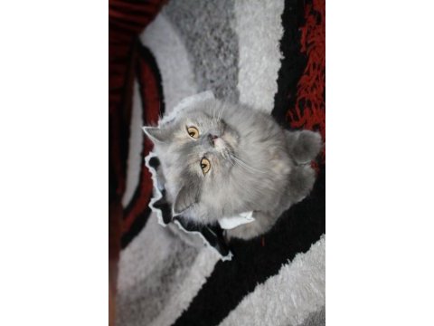 British longhair kedimize yuva arıyoruz