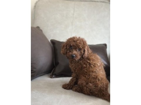 Yüz yapısı muhteşem toy poodle bebekler