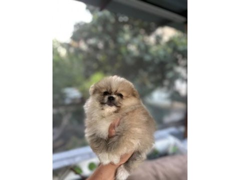 Pomeranian boo erkek ve dişi yavrularım