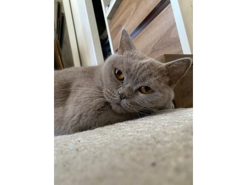 Ücretsiz british shorthair kedimiz