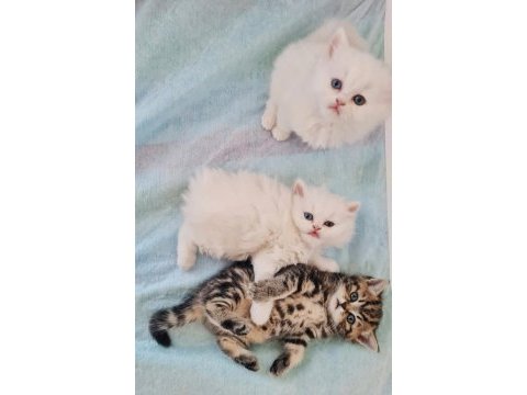 British longhair ve british shorthair yavru kedi