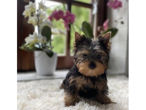 Safkan yorkshire terrier - dişi