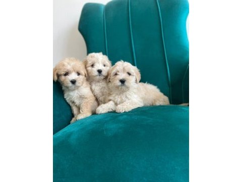 Sağlık garantili maltipoo yavrular