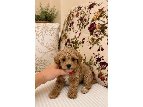 Üst düzey maltipoo