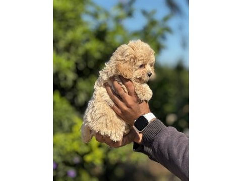 Maltipoo orijinal yavrularımız