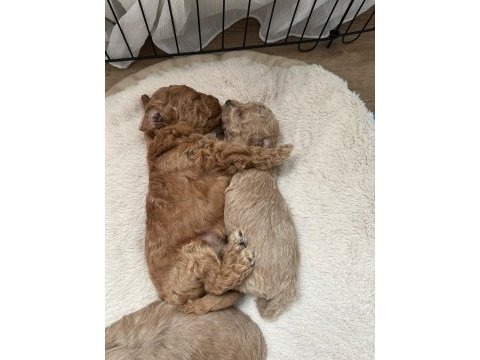 Toy poodle dişi erkek mevcut sahibini bekliyor