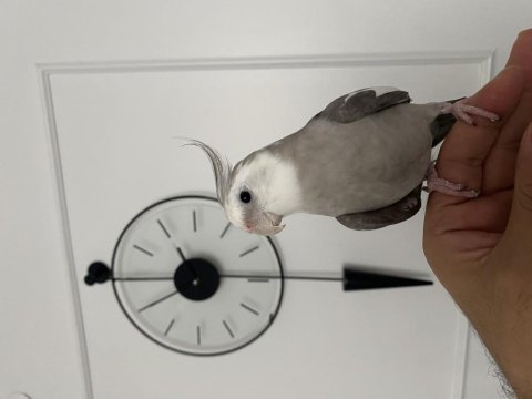 Konuşan full evcil eğitimli sultan papağanı