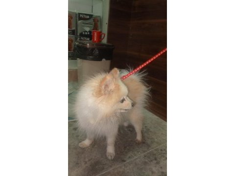 Pomeranian boo köpeğimiz full eğitimli