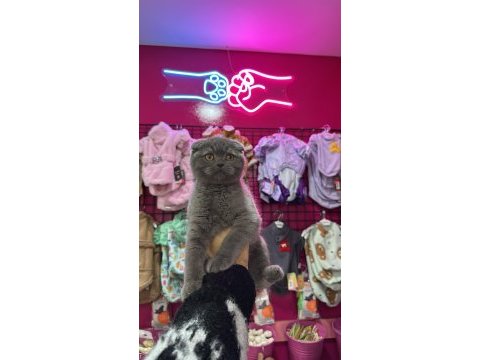 Show kalite son british shorthair yavrularımız