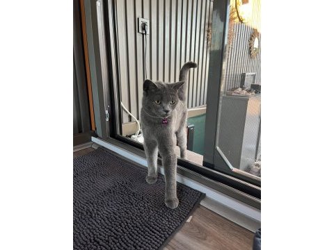 2.5 yaşında british shorthair
