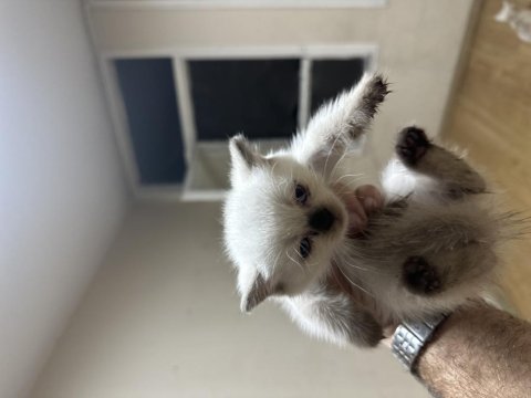 Çok güzel yavrular ve anne british shorthair