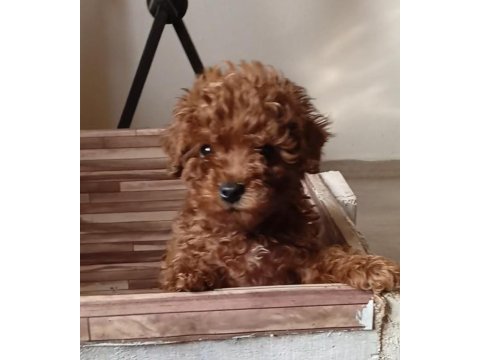 Anne altından orjinal poodle bebekler