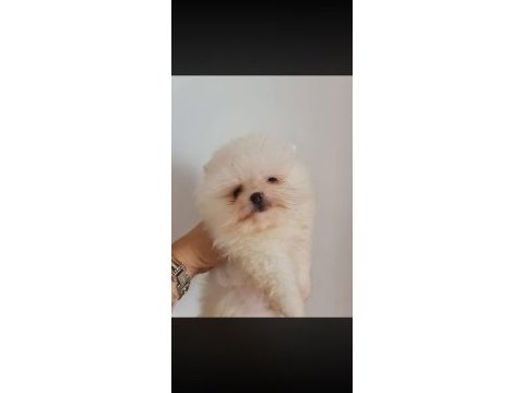 Show kalite pomeranian boo