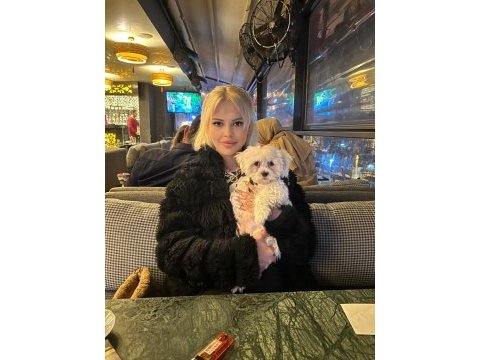 Maltese terrier 5 aylık