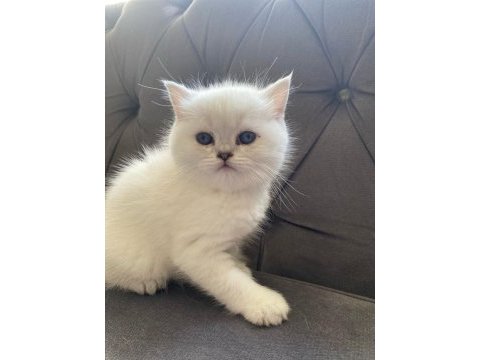 British shorthair kalite asla tesadüf değildir