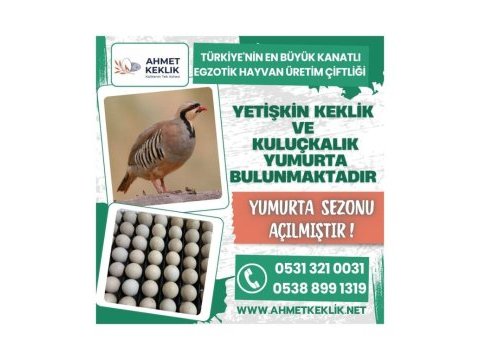 Yetişkin keklik ve kuluçkalık keklik yumurtası