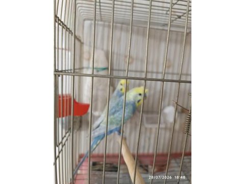 Rainbow takım muhabbet kuşu