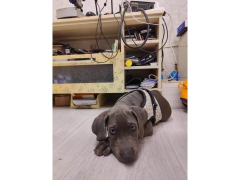 Cane corso yavru