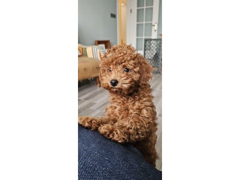 5 aylık dişi en küçük boy poodle