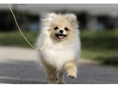 Pomeranian boo köpeği sağlıklı