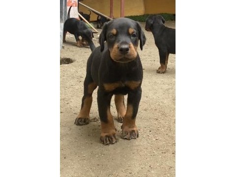 Fci secereli dev adayı king doberman