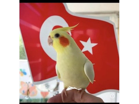 Konuşan ve yavru sultan papağanları