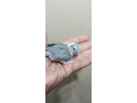 Pied forpus papağanı beşiktaş