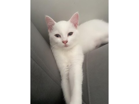 2 beyaz safkan ırk british shorthair dişilerimiz