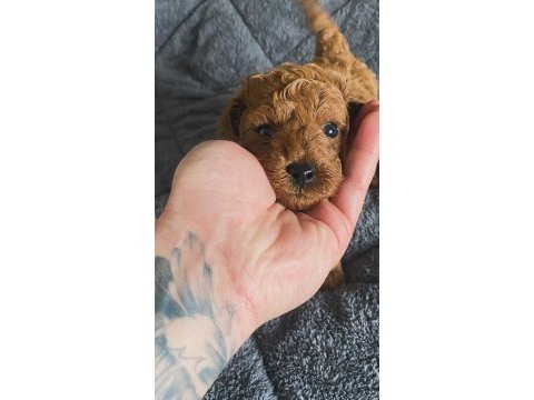 Poodle yavru