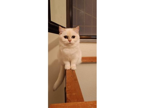 Bursa golden british shorthair dişi ny 12 33 acil