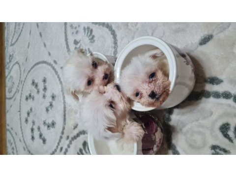 2 aylık dişi ve erkek köpekler