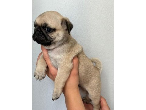 Pug mops yavrularımız