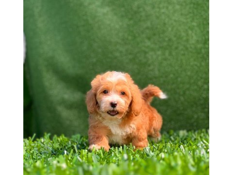 Kendi maltipoo yavrularım dişi ve erkek mevcut