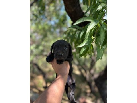 Cane corso yavrularım sağlık ve ırk garantilidir