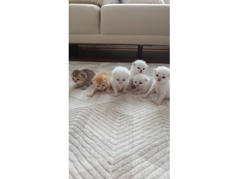 Seçereli babanın tombik bebek kedileri