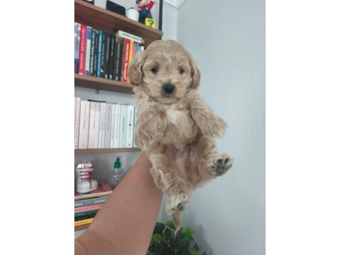 Maltipoo yavru köpekler