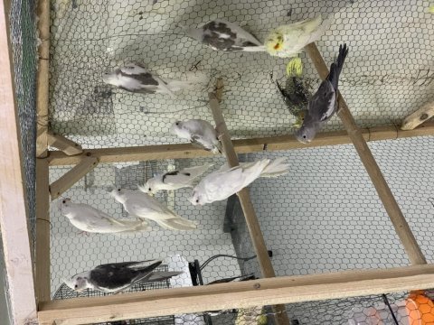 Yeme düşmüş sultan papağanı papağanlar