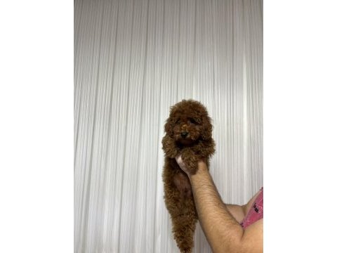 Toy poodle bebeklerimiz