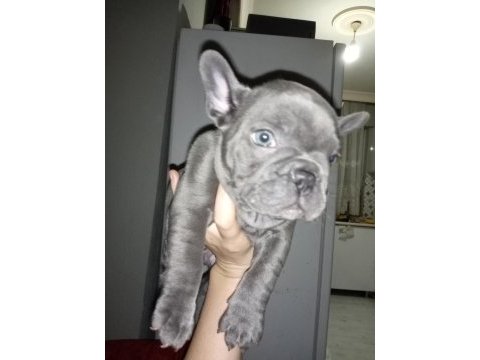Egzotic blue french bulldog daha iyi anatomi yok